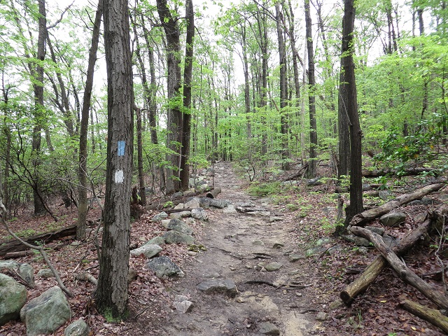 Trail section