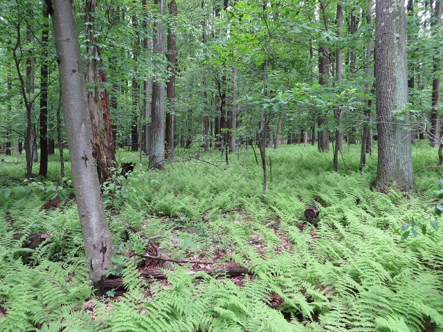 Ferns along the trail
