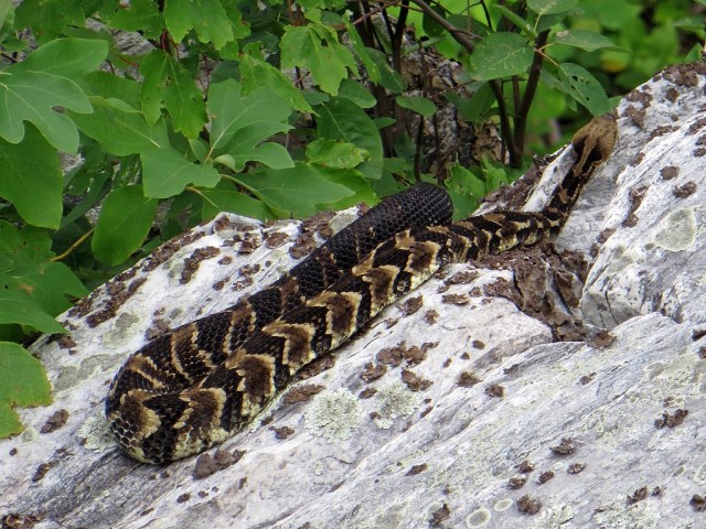 Timber rattlesnake